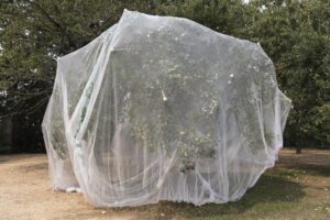 Protective mesh fabric covering apple trees in summer