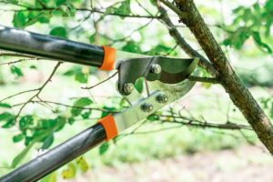 A man cuts dry branches of fruit trees with secateurs in the garden in spring