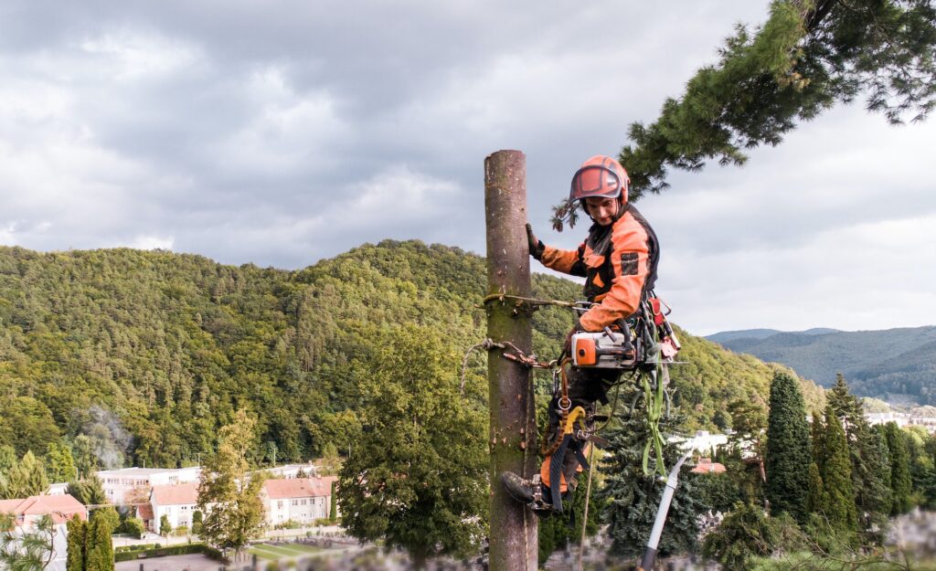 Arborist man with harness cutting a tree, climbing.