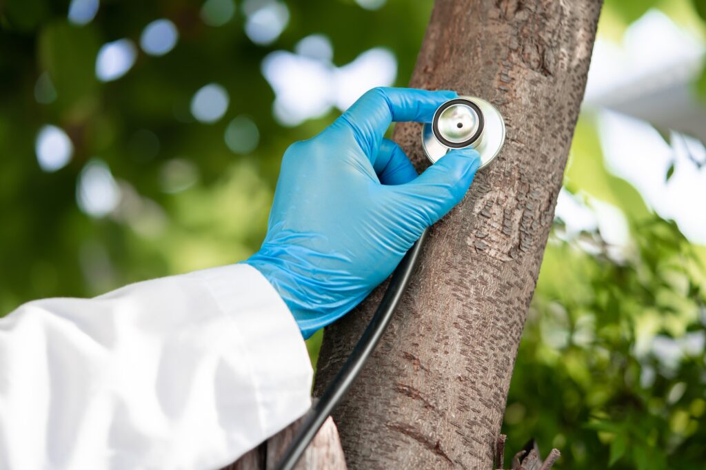 Checking health listening tree nature with stethoscope, biology, ecology, environment