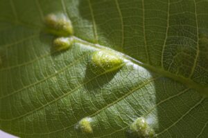 diseases affecting trees
