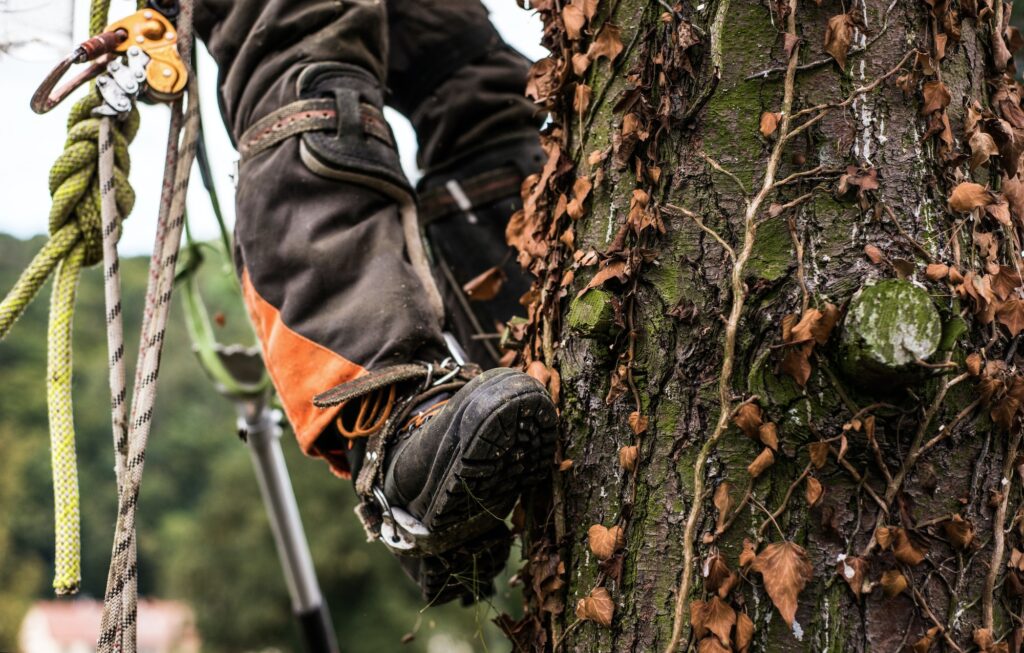 Midsection of legs of arborist man with harness cutting a tree, climbing