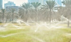 Palm Trees and Water Sprinklers