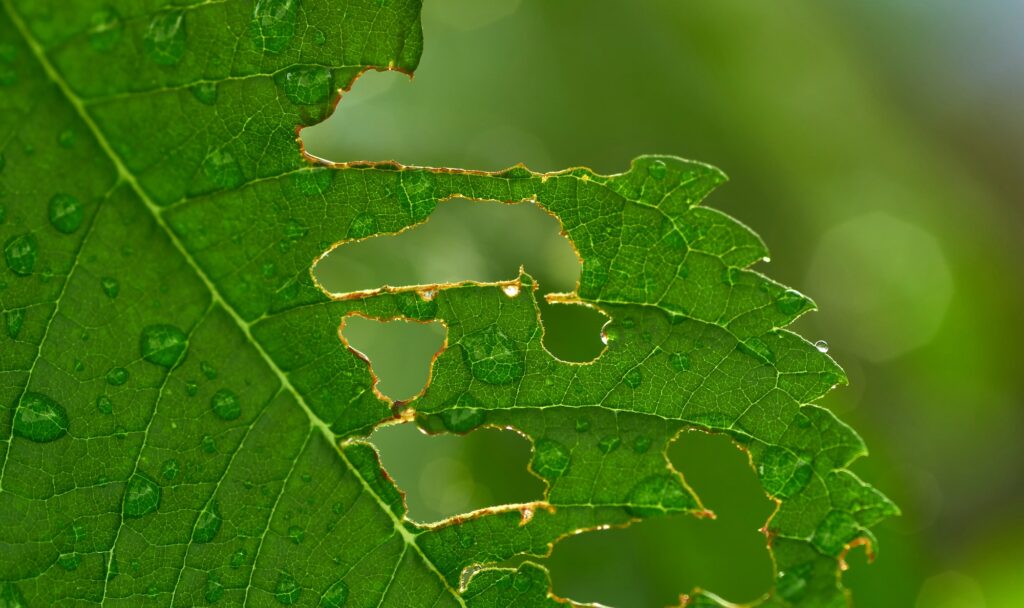 Pest bite marks on the leaf