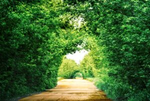 Road in a tunnel of green trees
