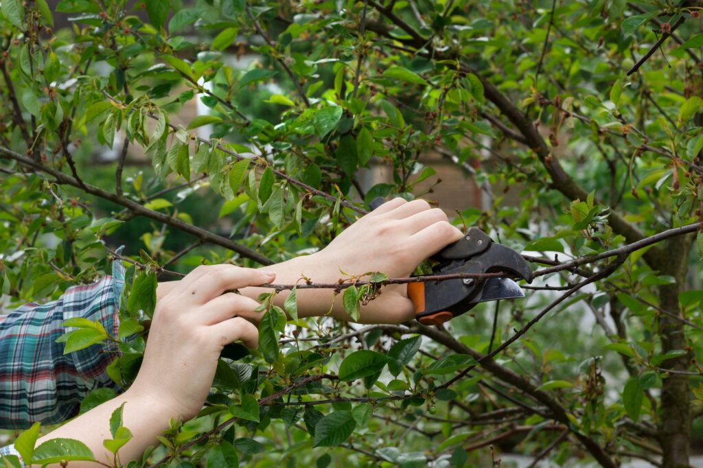 The hands of a girl with a pruner. Pruning of sick cherry branches.garden care concept