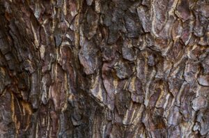 The texture of the tree bark